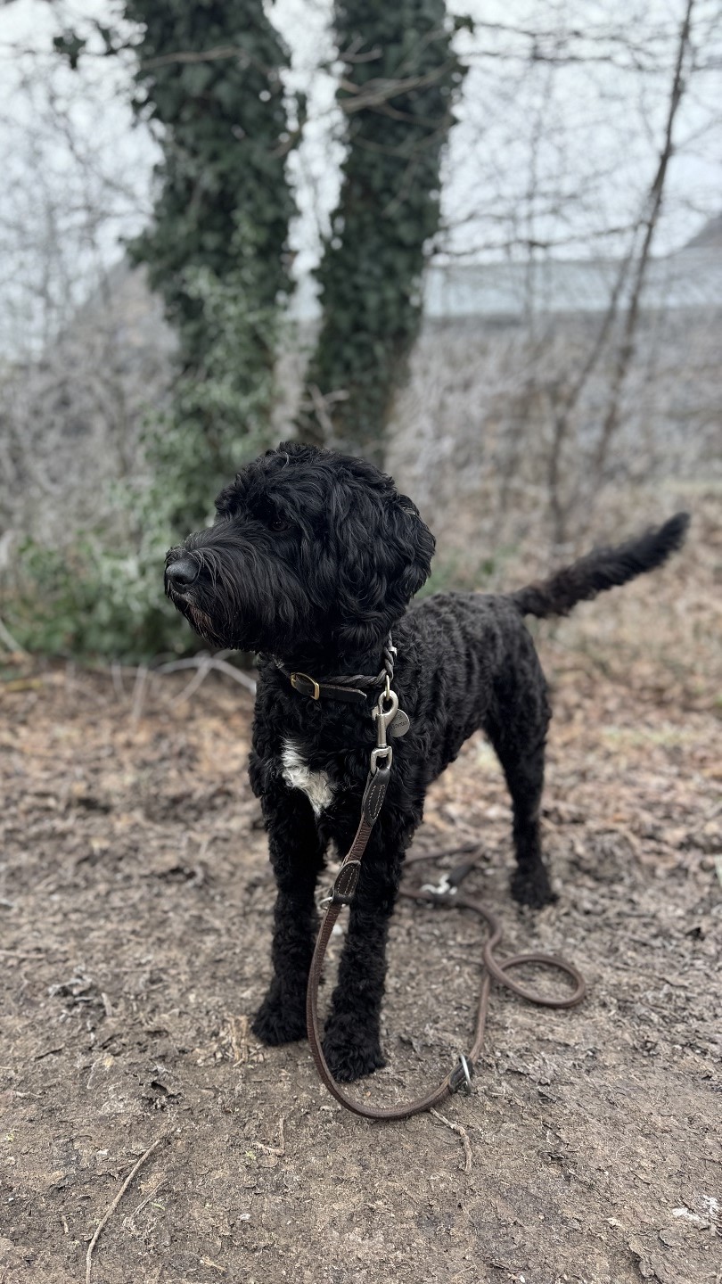 Hündin VON DERHÜNERGIRAFFE_HP